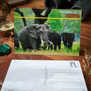Wildlife of Kenya Elephant Postcard